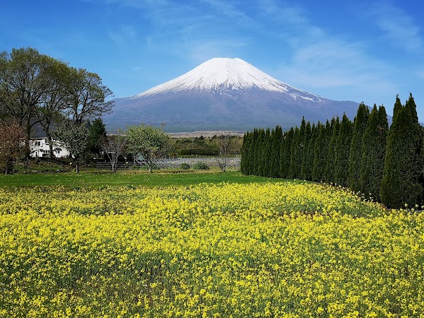 Yamanakako Hana no Miyako Park 4