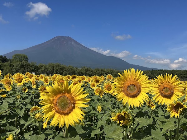 Yamanakako Hana no Miyako Park 3