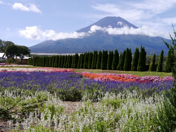 Yamanakako Hana no Miyako Park 2