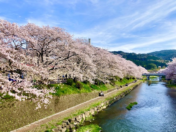 Mine Sakura Park