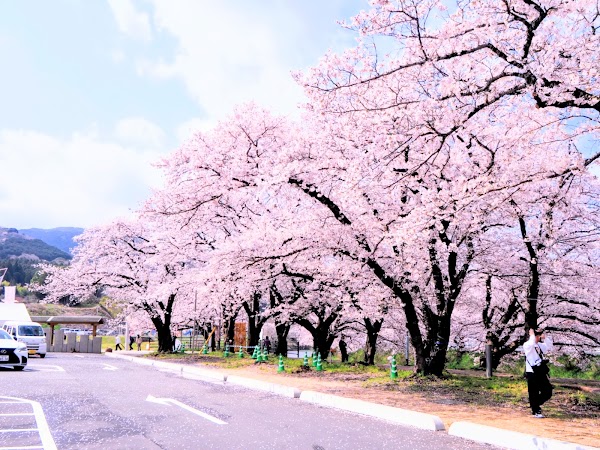 Mine Sakura Park 5