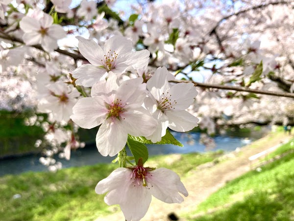 Mine Sakura Park 4