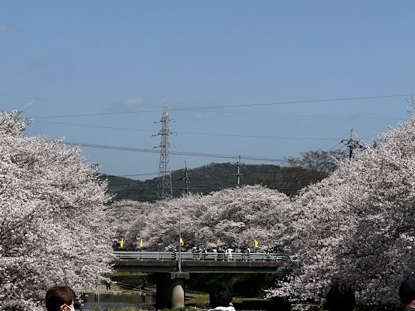 Mine Sakura Park 3