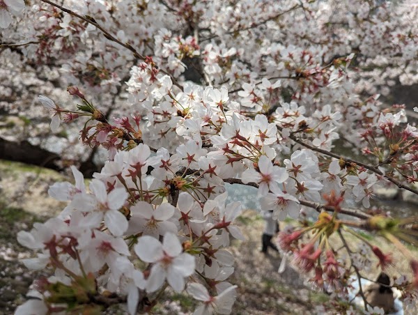 Mine Sakura Park 2