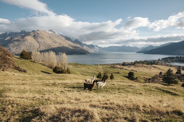 Deer Park Heights Queenstown 4