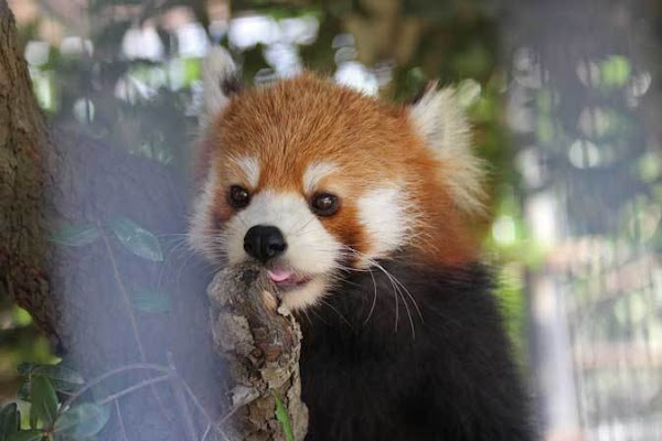 Ichikawa City Zoo 5