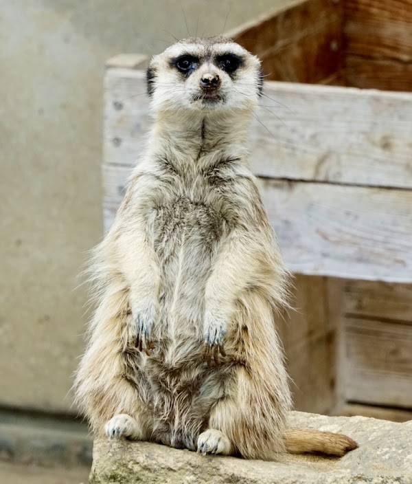 Ichikawa City Zoo 4