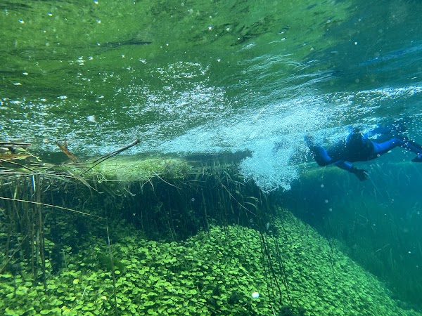Ewens Ponds 1