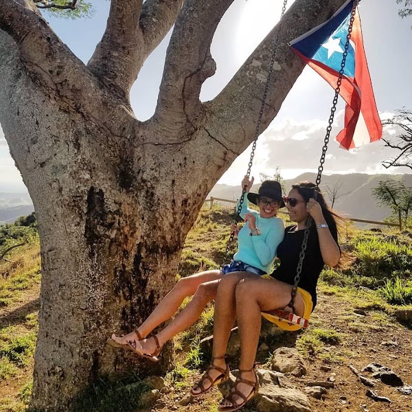 La Curva del Árbol 1