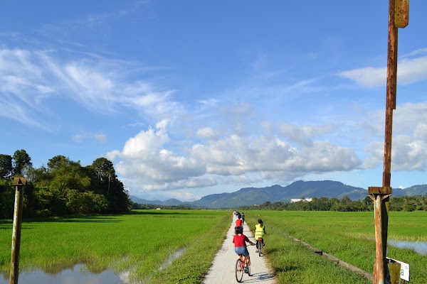 Balik Pulau Paddy Field