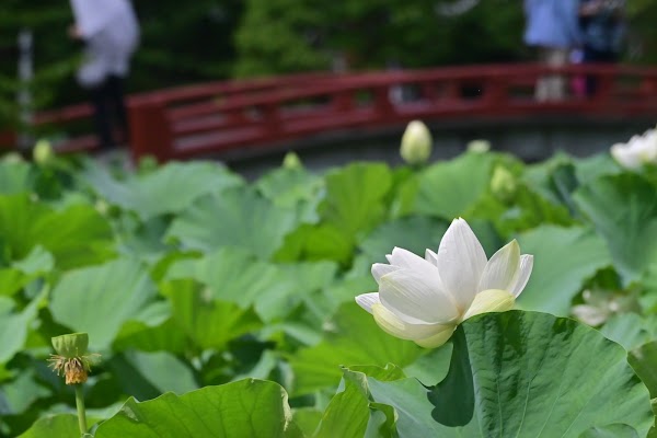 Genji Pond