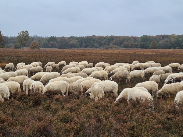 Nederland 5