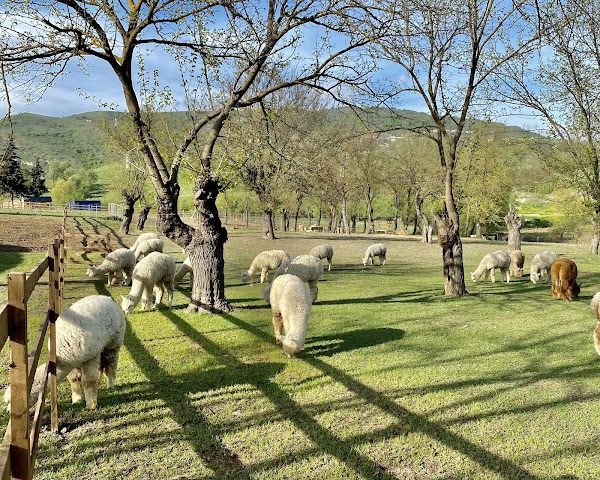 Alpaca Azerbaijan 1