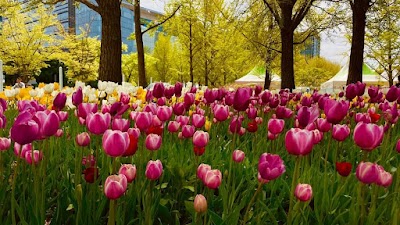 Ilsan Lake Park Goyang Flower Exhibition 1