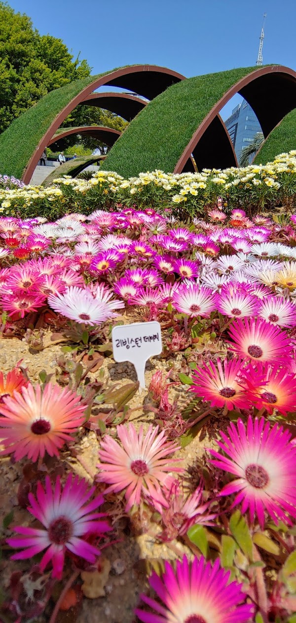 Ilsan Lake Park Goyang Flower Exhibition 3