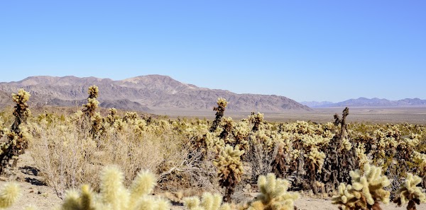 Cholla Cactus Garden 1