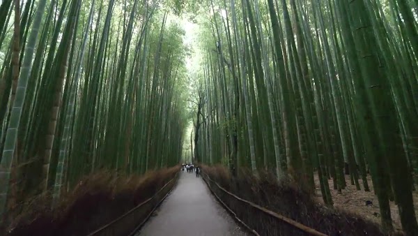 Arashiyama Park Kameyama Area 4