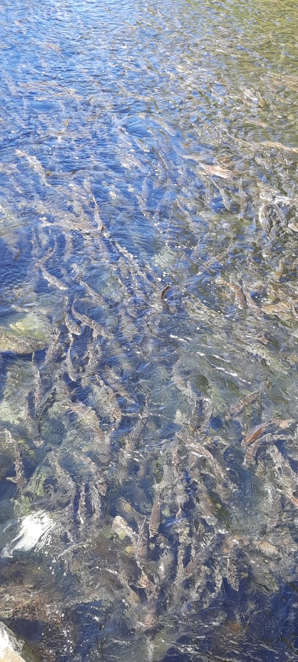Quinsam River Hatchery 5