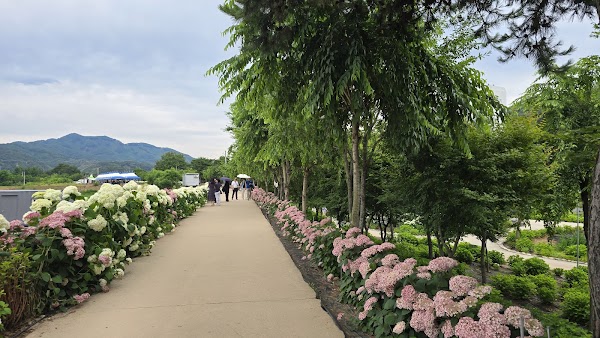 Yugu Saek-dong Hydrangea Garden 1