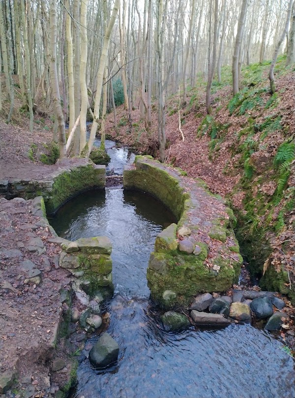 Dunnottar Woods