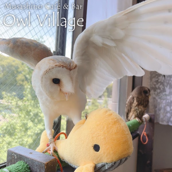 Owl Village Cafe Harajuku 4