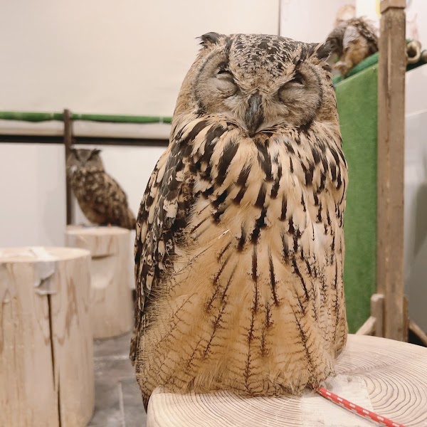 Owl Village Cafe Harajuku 3