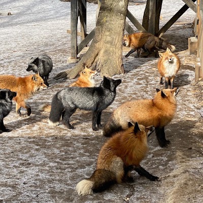 Zaō Fox Village 1