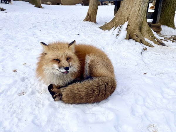Zaō Fox Village 5