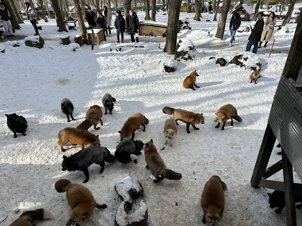 Zaō Fox Village 4