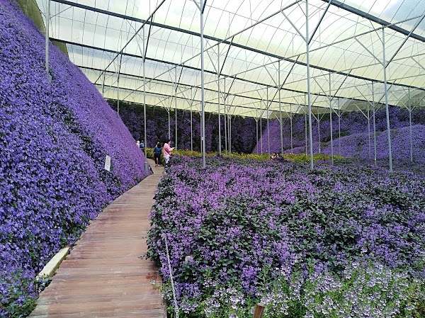 Cameron Highlands Flora Park 5