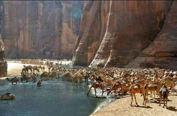 Guelta d'Archei Lake