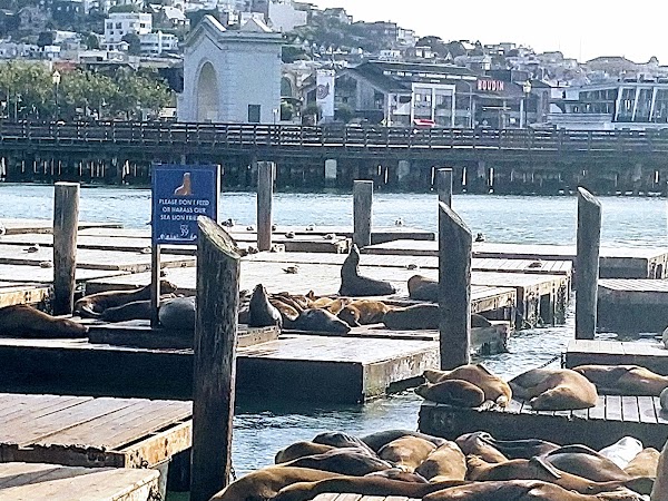San Francisco Carousel at Pier 39 6