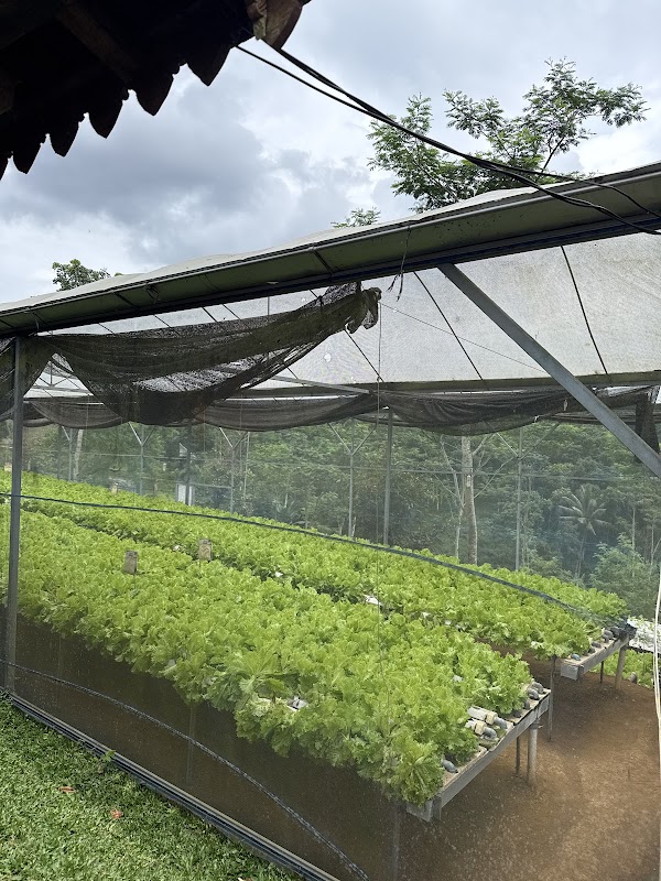 Kebun Bagus Salatiga (Surya Farm Prima) 1