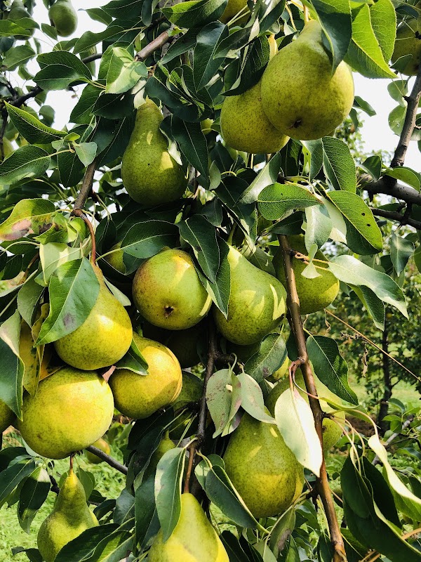 Philion Orchards 5