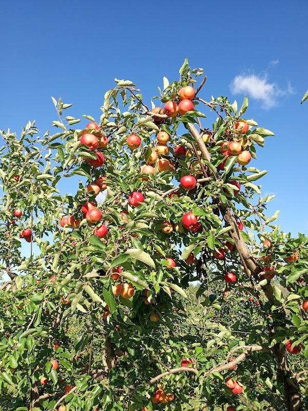 Philion Orchards 3
