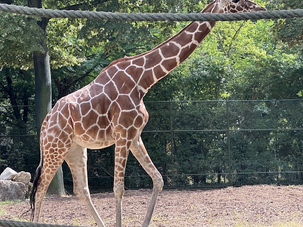 Zoo Frankfurt 4