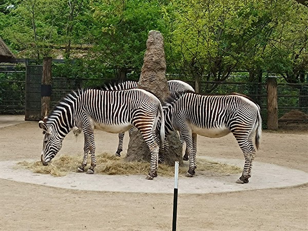 Zoo Frankfurt 3