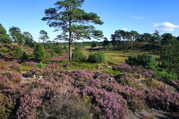 Syvårssøerne