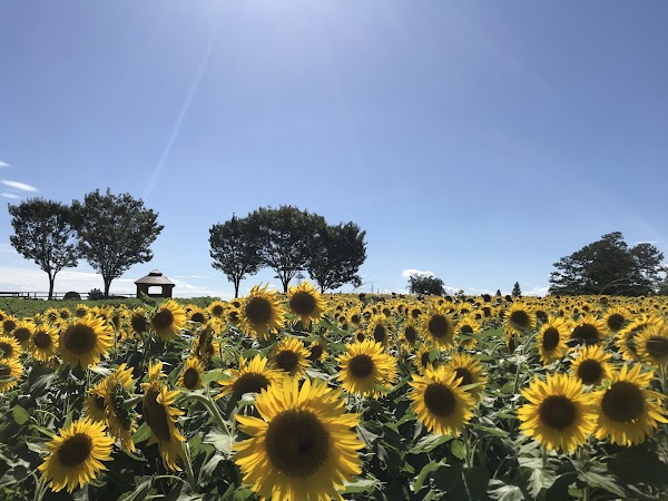 Aichi Bokujo Farm