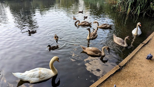 Barnes Pond 5
