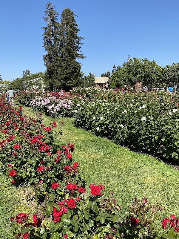 Rose Garden 4