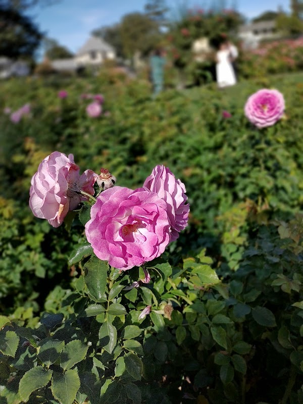 Rose Garden 3