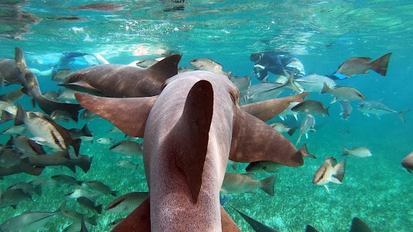 Hol Chan Marine Reserve 5