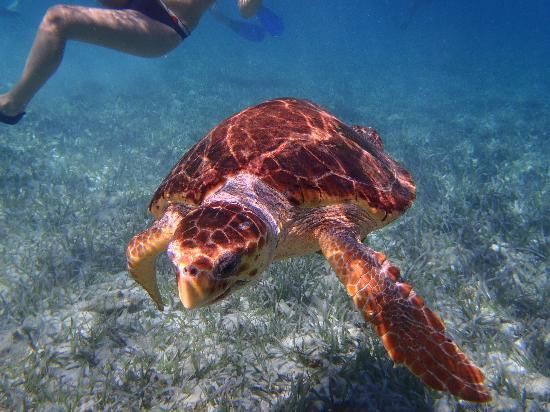 Hol Chan Marine Reserve 4