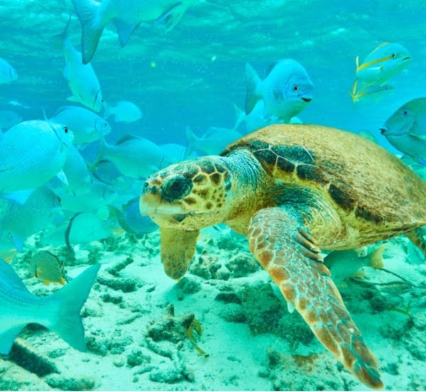 Hol Chan Marine Reserve 3