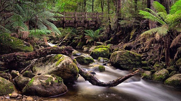 Taggerty River Cascades 1