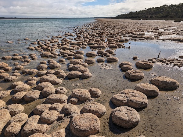 Lake Clifton Thrombolites
