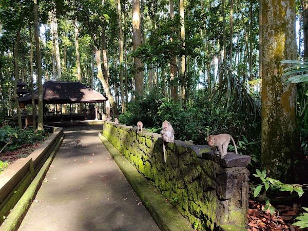 Sangeh Monkey Forest 4