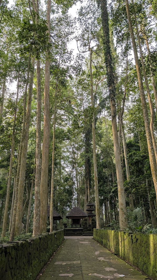 Sangeh Monkey Forest 2