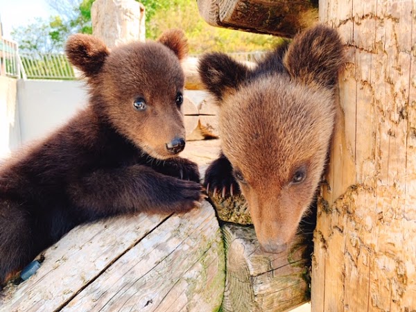 shōwa-shinzan bear ranch